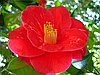 events/Descanso_Camellia-japonica-Masayoshi.jpg