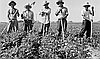 events/JANM-Uprooted-laborers-sugarbeetfields-Shelley-ID-300px.jpg