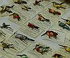 events/bird_pins.jpg