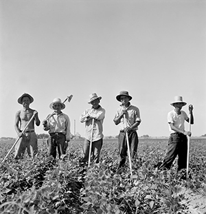 Laborers in sugar beet fields outside of Shelley, Idaho. Library of Congress, Prints & Photographs Division, FSA-OWI Collection, LC-USF34-073809-E.